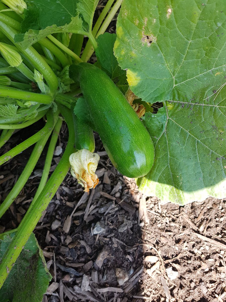 JenMaloney3's tweet photo. @EIMJaguars Community Garden is growing so well! Zucchini, tomatoes, swiss chard, snow peas &amp; green beans are growing, some are ready to eat. Come take a look and please be kind to the plants when you pick the veggies. This wonderful garden is helping to feed our Jaguar families! https://t.co/WTqYbUxkds