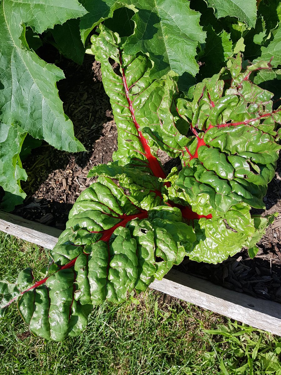 JenMaloney3's tweet photo. @EIMJaguars Community Garden is growing so well! Zucchini, tomatoes, swiss chard, snow peas &amp; green beans are growing, some are ready to eat. Come take a look and please be kind to the plants when you pick the veggies. This wonderful garden is helping to feed our Jaguar families! https://t.co/WTqYbUxkds