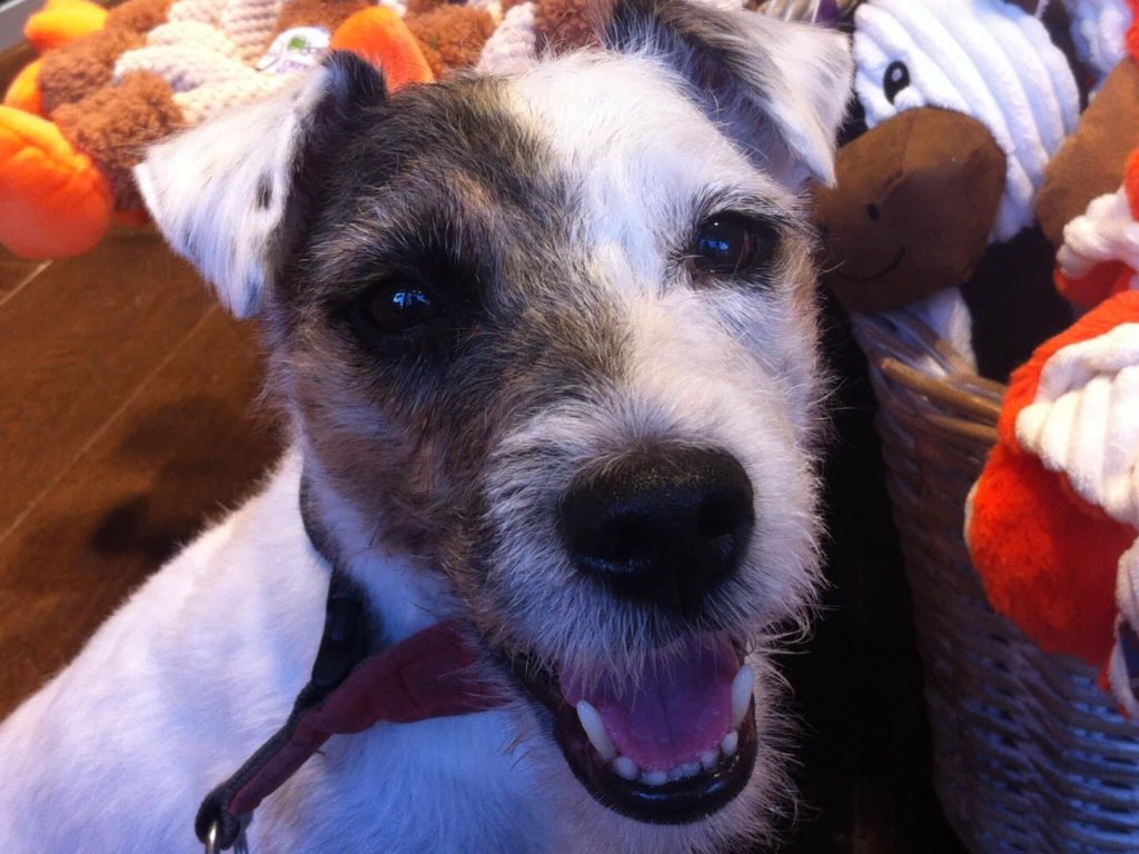 Jennysheepdog's tweet photo. @mhdksafa Hello. https://t.co/Ysp0kvQdJR