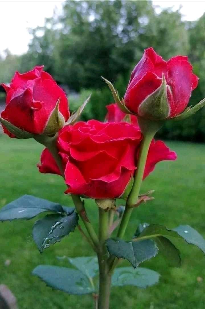 LuisAlbertoC10's tweet photo. @AngieNi85392004 https://t.co/F2UkwzS0XU