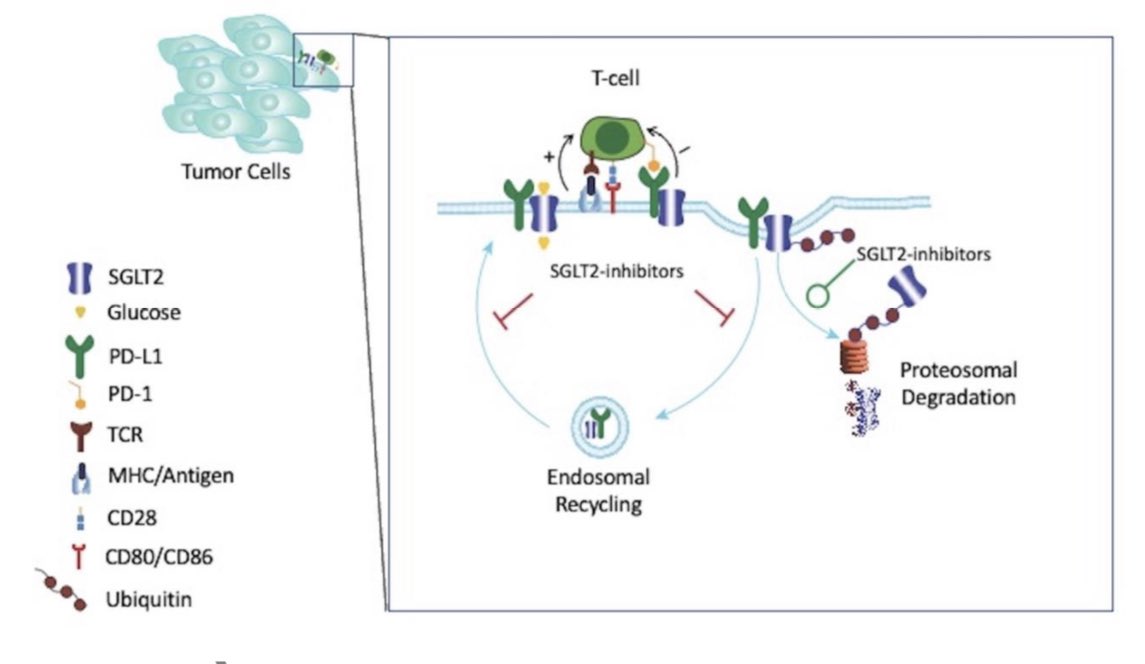 JonathanNefro's tweet photo. Los iSGLT2 tendrían propiedades anti cancerígenas🤯

Hipótesis: inhiben el reciclaje de PD-L1, degradándolo; esto ↓tamaño tumoral y combinado con quimioterapia hacen sinergia

Falta la comprobación clínica

#ISNyoung

Kidney360 2023
DOI: 10.34067/KID.0000000000000219 https://t.co/I0jDmTDwiT