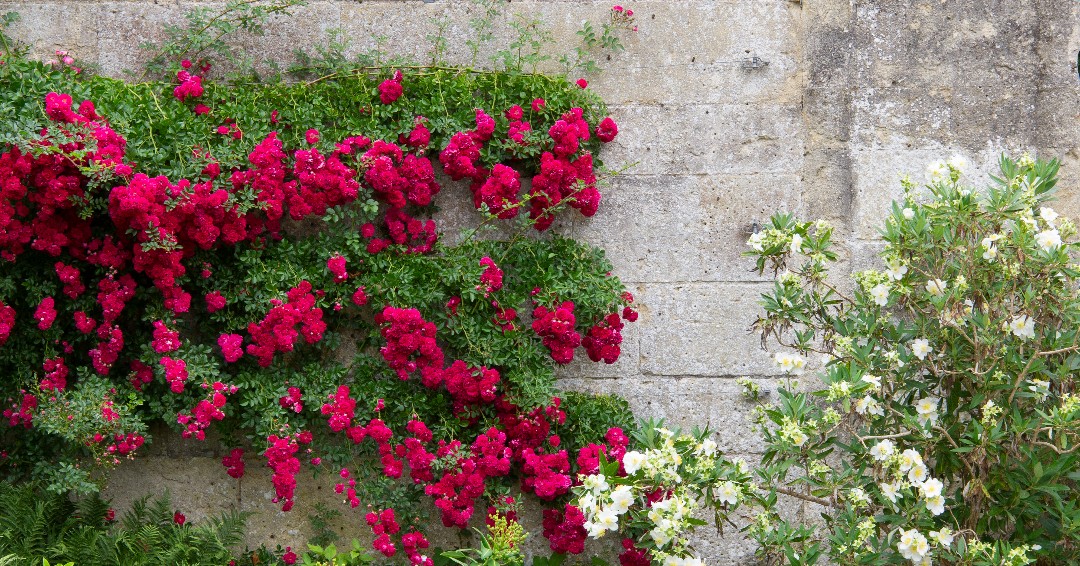 University of Oxford Botanic Garden and Arboretum tweet media