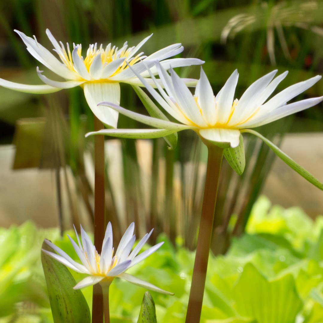 University of Oxford Botanic Garden and Arboretum tweet media