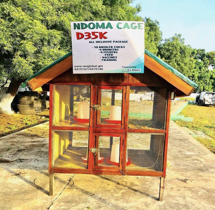 FodderGambia's tweet photo. Poultry Farming With The Ndokoma Cage  For a continuous source of income &amp; rapid return of investment, Uniglobal makes poultry farming more convenient and affordable for you. Caged hens produce more eggs and cleaner eggs. https://t.co/LKVfUEAv3p