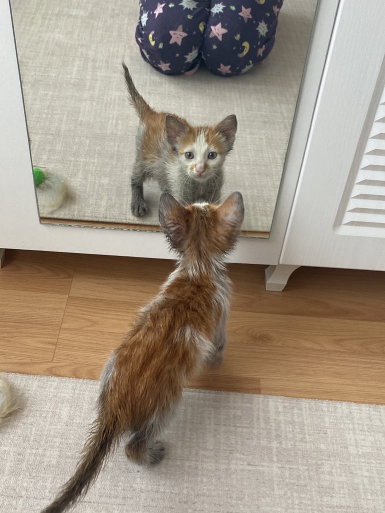 kediipatisi's tweet photo. Günlerce yağın içinde sesini duyurmaya çalıştı artık temizlendi bebekler gibi oldu. Ona çok sevileceği yuvasını bulalım mıı 
Esenler sokaklarından bi çocik daha kurtulsun🌸 https://t.co/LcEvCVHPOb