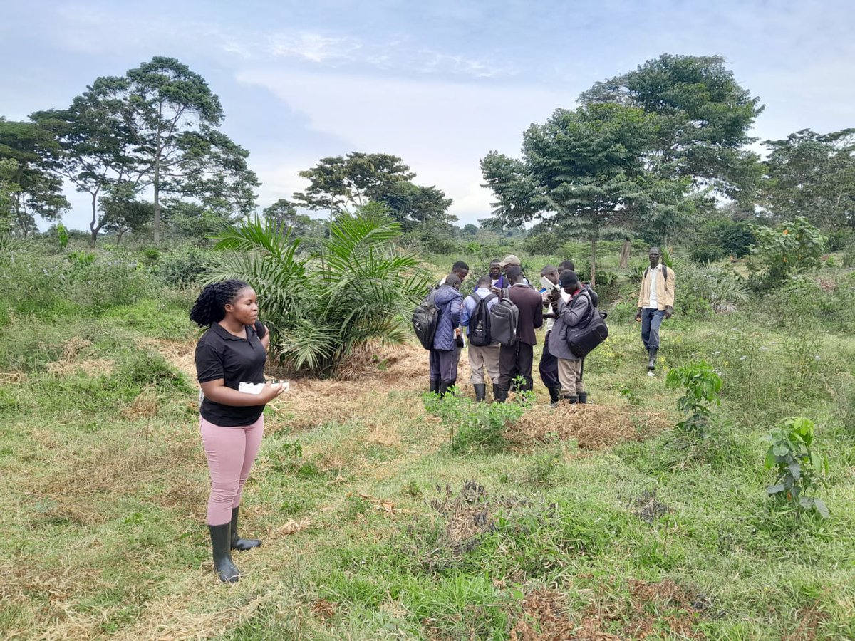 #OnGoing: Oil palm tree census exercise taking place in Buvuma Town Council block, Buvuma District.