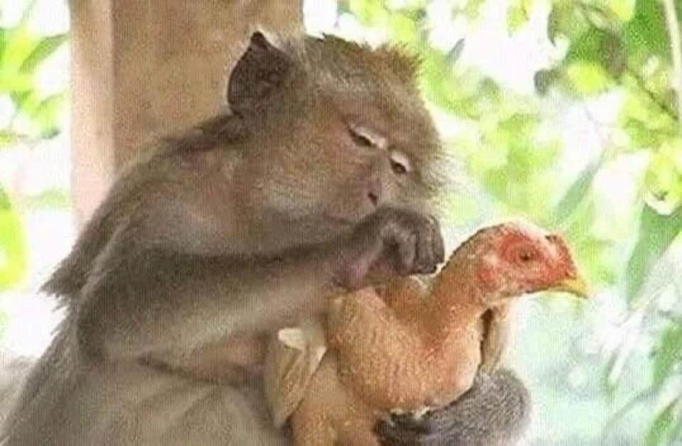 DeleFarotimi's tweet photo. BAT and BATIDIOTS..🇳🇬🥱 https://t.co/Z9TbriBolQ