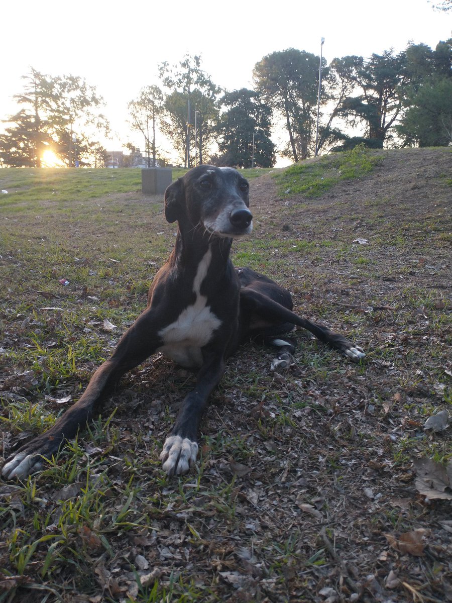 lagarzasosa_'s tweet photo. Este galgui se llama Isidro y tiene unos 10 añitos, tiene una patita chueca y los dientes limados por que lo usaban para cazar
Hoy es un perro tranquillo esperando una familia que lo ame. Lo llevamos a CABA y GBA 
Si te enamoraste de él, escribime 🌈
Rt por favor. Gracias https://t.co/qLjck0Zpvy