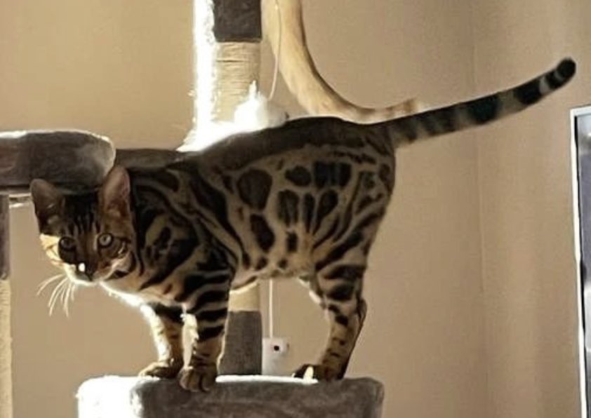 alonsocr23's tweet photo. @wikiCR Gato perdido. Se ha perdido la noche del 24 al 25 de julio por la calle Escultor Garcia Coronado, zona de Pio XII. Se llama Tigre, lleva chip y está castrado, no lleva collar. Si alguien lo ve contacteme al 661007997. Lo agradeceria de corazon💔. Muchas gracias. https://t.co/ufJjeWWx4f