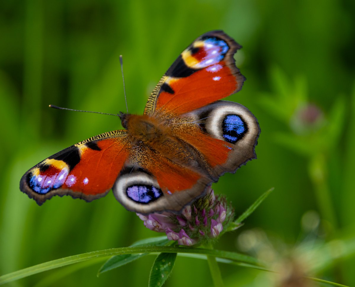 NatureRTE's tweet photo. Peacock Butterfly at Lough Ennell spotted by Daniel Hogan. https://t.co/CKJ25ynM67