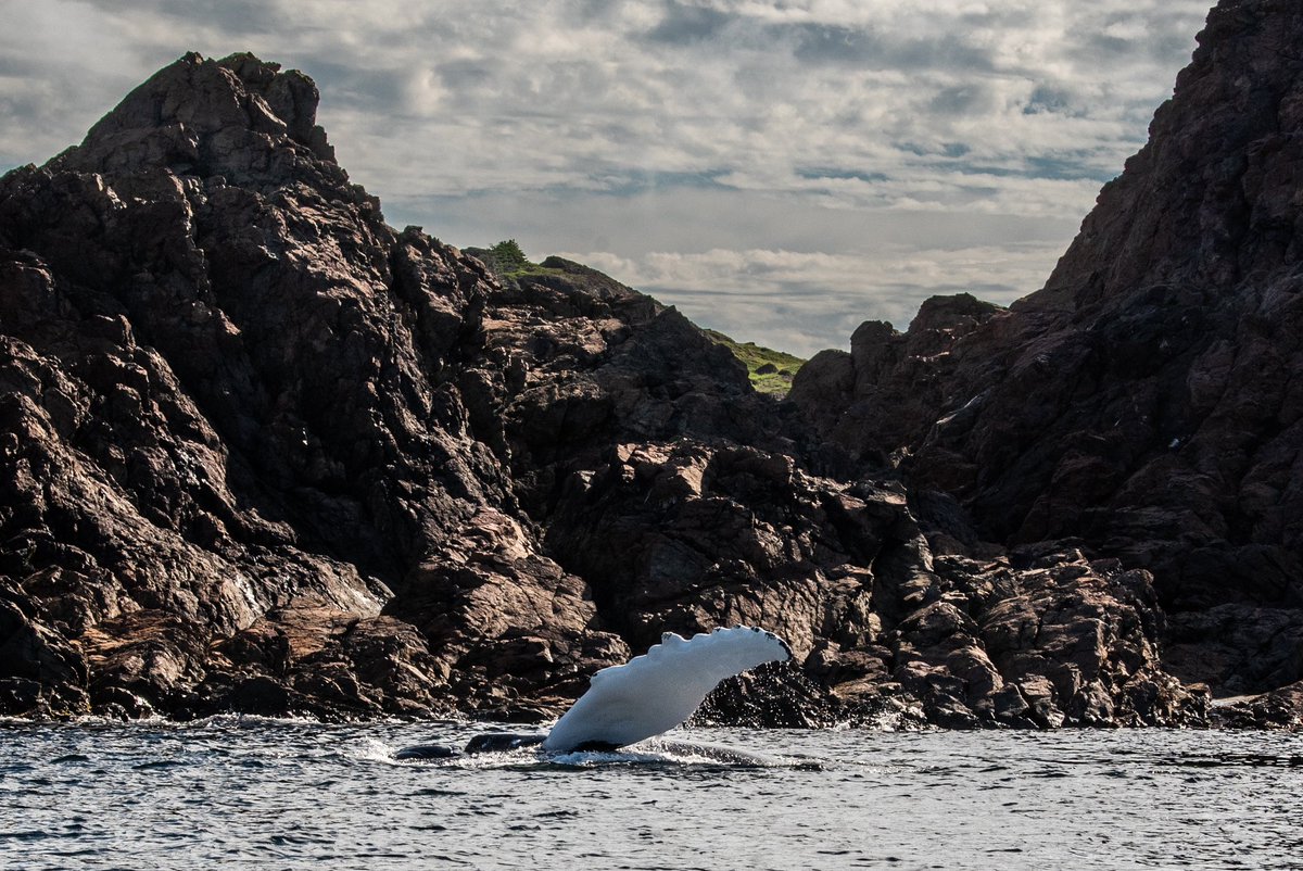 thatmonicakidd's tweet photo. Hello yerself. #newfoundland #bayofexploits #humpback #foodfishery https://t.co/rT6Ho3OYty