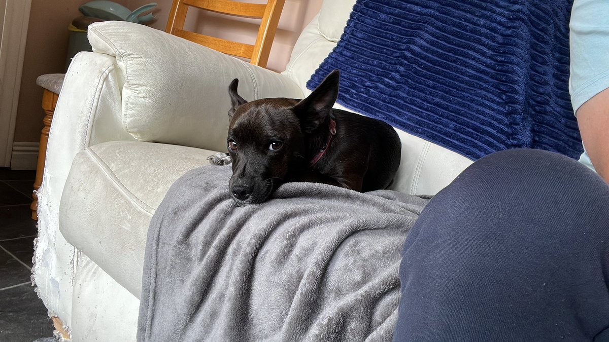 DanielRyan11's tweet photo. When the dog likes the soda more then the chew toys or walks or anything else u provide… #dogs #puppies #chewer https://t.co/aHpTtBgWMA
