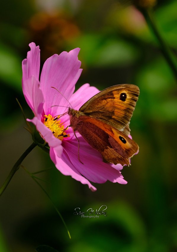 Some more #butterflies in my garden  #butterflycount #NaturePhotography #everyoneneedsnature
