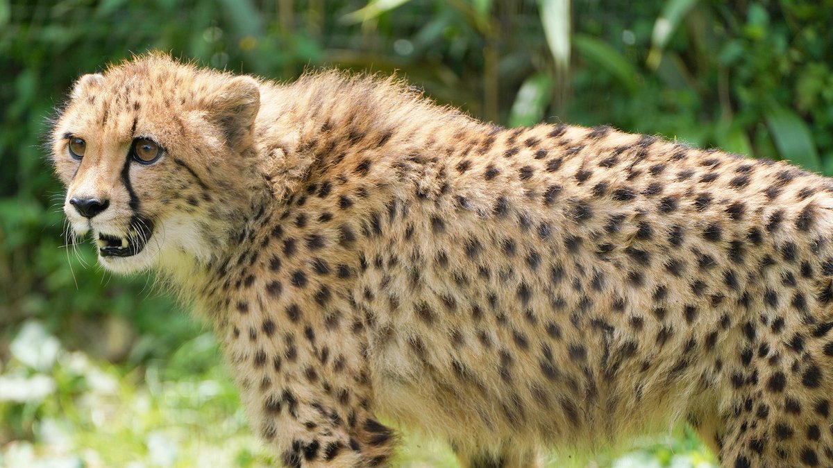 fuji_safari1980's tweet image. 子どもから、成獣へ･･･

昨年８月生まれの子チーター。生後11か月が過ぎ、体つきが随分ガッチリしてきました！しかし、毛が「ぽわぽわ」していたり、表情に「あどけなさ」が残るなど、まだ完全な「成獣」とも言えない、微妙な年ごろです 😼

#チーター #cheetahcub 
fujisafari.co.jp/news/baby/4448…