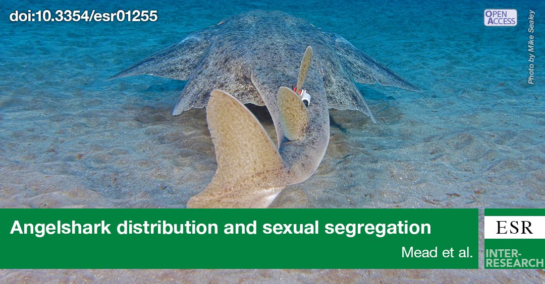 The first acoustic tracking of the Critically Endangered #Angelshark (Squatina squatina) reveals seasonal variation in space-use, sexual segregation and long term utilization of deep offshore water in Spain’s largest marine reserve bit.ly/esr_51_233