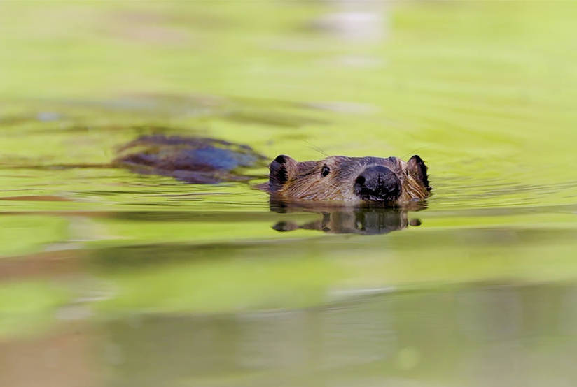 Beavers banished to a remote Idaho valley have transformed the landscape into a lush wetland and a haven against fire and drought, satellite images show.

Read more <a href="/YaleE360/">Yale Environment 360</a>: bit.ly/3Y5s8nU