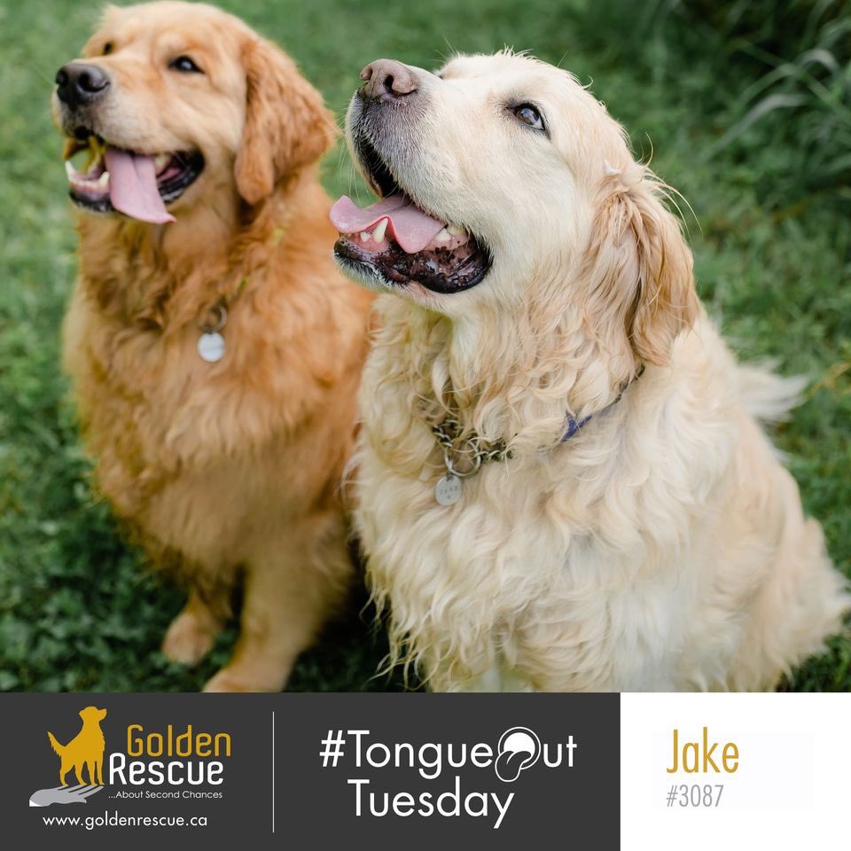 Did you know that a dog's tongue has around 1700 taste buds (about one-sixth of what humans have!), but they can still experience bitter, salty, sweet, and sour flavours. 

Happy #Tong#tongueouttuesd 

#goldenretriever #adoptdontshop #secondchances #canadiangoldens