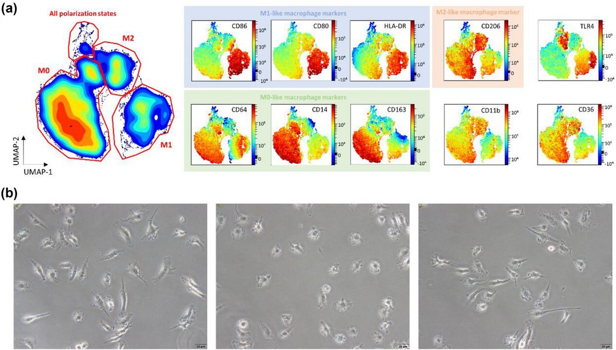ISEV-Journals tweet media