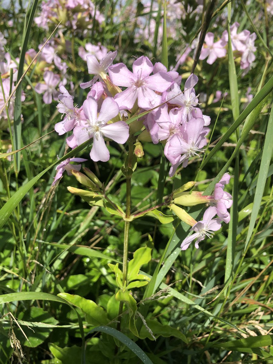 Continuing my progress towards becoming an unbridled wild plant enthusiast, stopped on the side of a road on my way home from the dentist to check out a beautiful patch of light pink wildflowers on the road verge. Think they are soapwort? #wildflowers @BSBIbotany