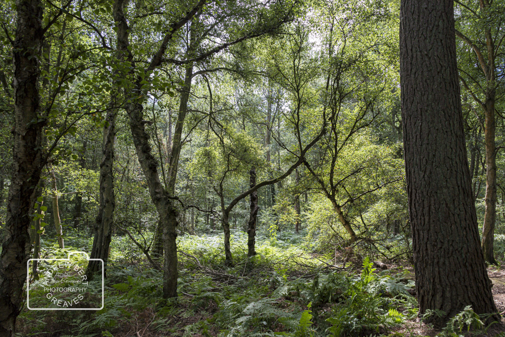 ABGreavesphoto's tweet photo. Rushmere country park, Bedfordshire - 2018
#treetuesday #trees #landscape #Nikon #tree #tuesdaytree #nature #naturalworld #naturephotography #treephotography #landscapephotography #treesareawesome #path #woods #woodland #rushmerecountrypark #rushmere https://t.co/wB1om1NxGi