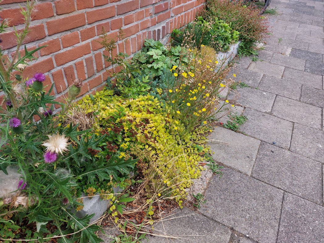 Met je buren de straat opfleuren? Leg samen geveltuinen aan op zaterdag 23 september tijdens Geveltuinen Burendag! Zo maken we Utrecht mooier, groener én gezelliger. Wees er snel bij en meld je aan voor 13 augustus! bit.ly/3KU19Hr