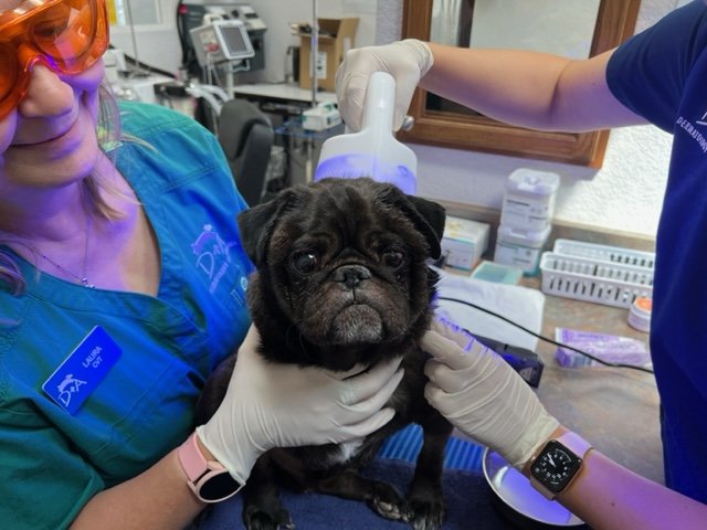 Derm 4 Animals tweet media