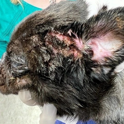 Derm 4 Animals tweet media