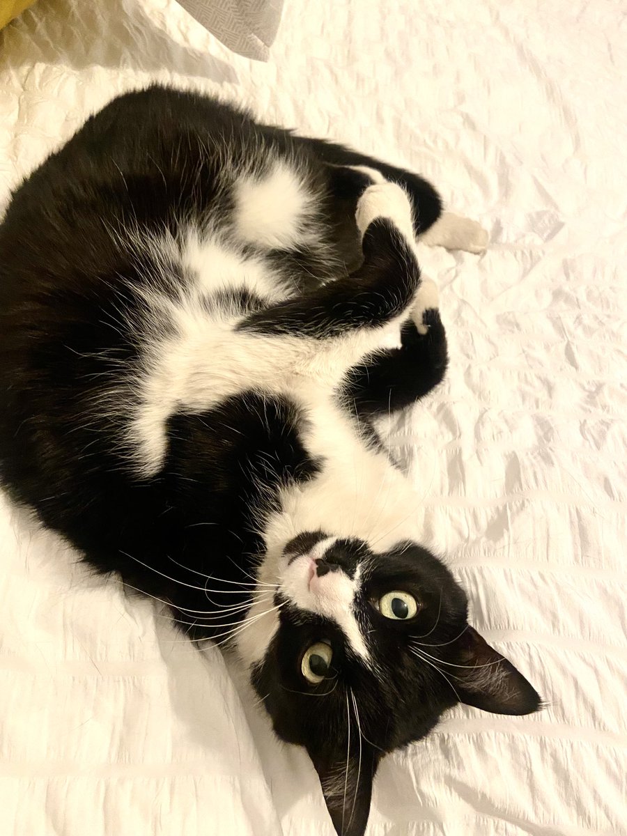 RedWineCats's tweet photo. @SideHustleWino @suziday123 @jflorez @_drazzari @VinoSocialNancy @CaraMiaSG @joneill55 @SashaEats @DivaVinophile @GrnLakeGirl I took in my mom’s cat when she passed in April… and haven’t been able to be super active here like I was in the past either! But #winecat pics are always welcome…😽this is KeeKee 🖤🤍 https://t.co/QBd9ims6px