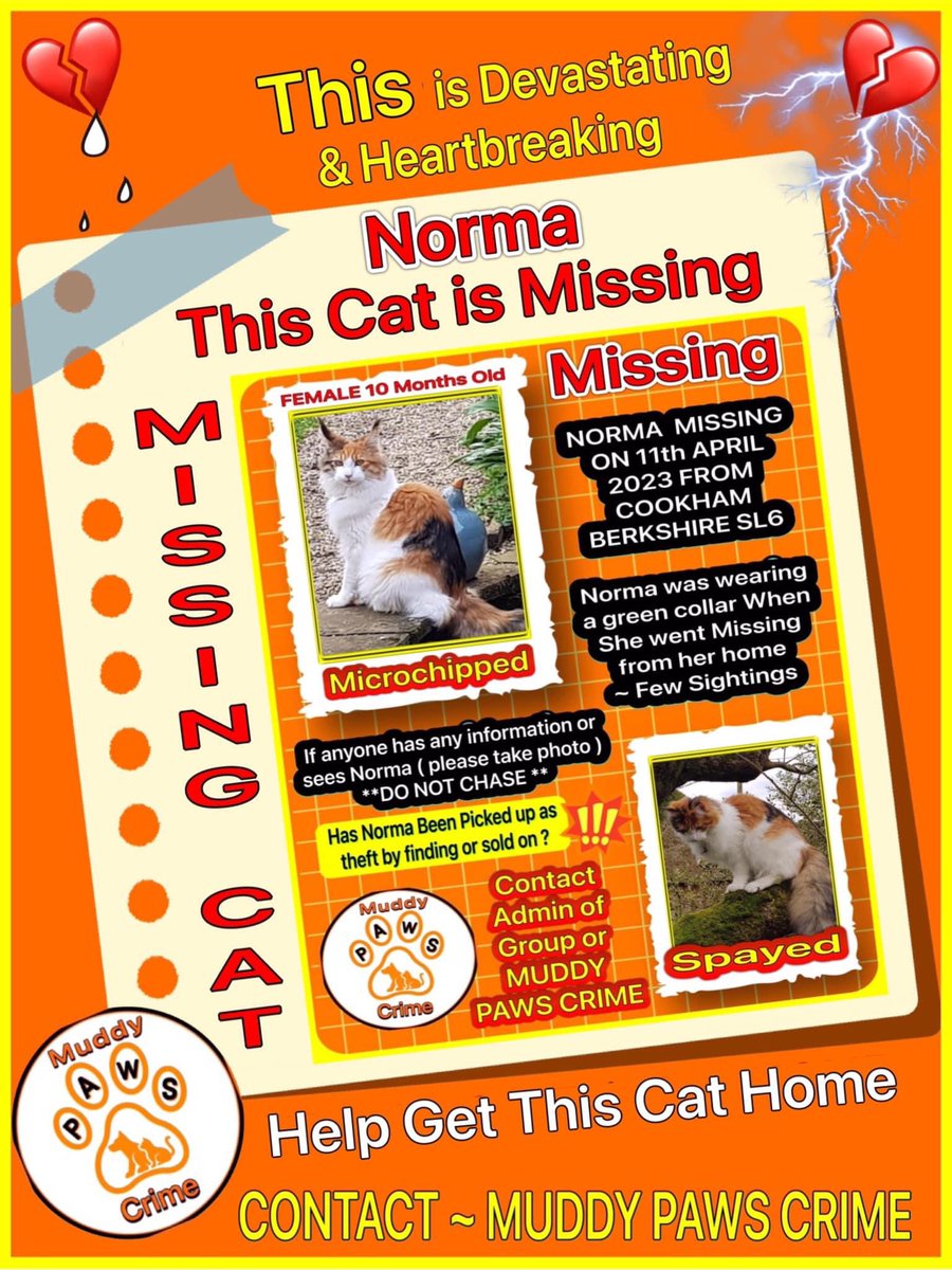 karensarah66's tweet photo. Cats go missing too π’ #LostDogsLive please help #FindNorma missing since 22/4/23 from Cookham, Berkshire SL6 #HelpMeHome ππ»πΎ @KarenFi51820768 @gelert01 @rosiedoc666 @MistKatten @CatsMissing @SarahMillican75 @MissingPetsGB @bs2510 @channel5_tv @clarebalding https://t.co/LrGClK2YaH