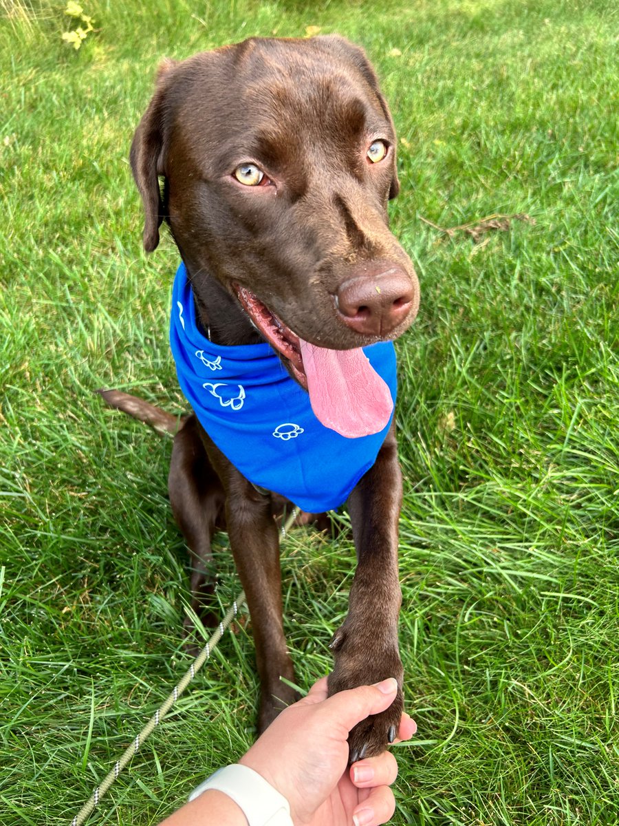 PennStHershey's tweet photo. More than 1,000 Penn State Health employees joined the July Wellness Challenge. The goal? 10,000 steps a day — more than 170,022,800 steps have been tracked so far!  The people and pets of Penn State Health have been hitting the ground running. 📸 Share a photo of your walking buddy below!