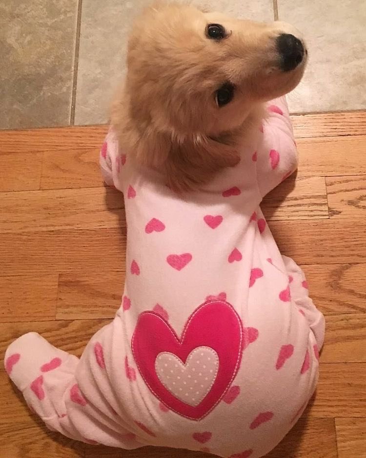 💖 (@twaniimals) on Twitter photo 