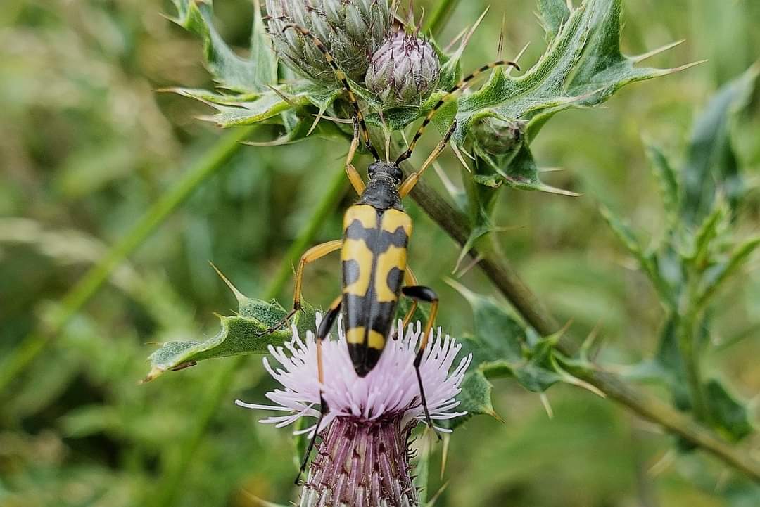 shepherd__jo's tweet photo. The sun has come out and along with the butterflies so has the beautiful hummingbird moth and the wasp beetle.
Photos OH
#britishinsects https://t.co/ZGEEM6OluD