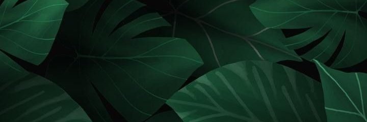 GreenScapemty's tweet photo. Planting a tree is a way of giving life and building the future. Trees are living beings that are born and grow to provide environmental benefits that allow the development of life in all its forms.🌳🌴🪴🌱🍃 #Web3 #proyectonft #Mty #Mexico #arboles #Vida #Ecology https://t.co/EWE2gYsxgV