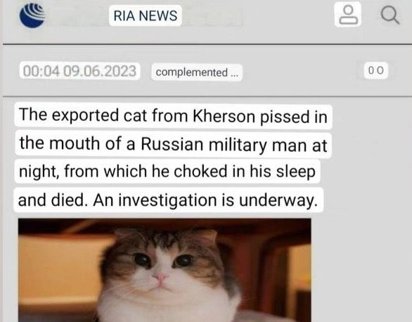 mexic0la_'s tweet photo. Give that cat a medal https://t.co/OrlpPBydVg