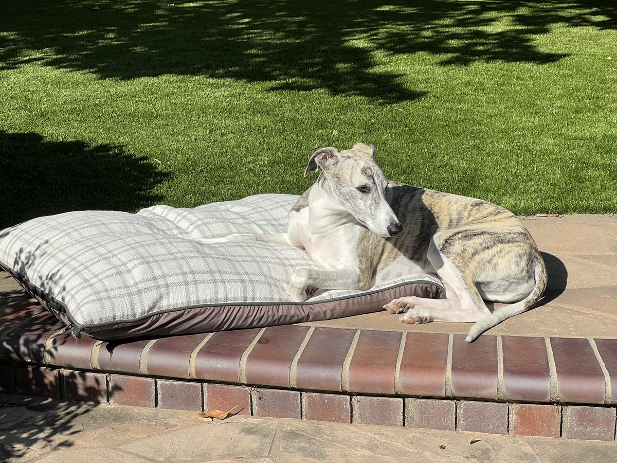 ashwhippets's tweet photo. Bed fail but still love him. Wishing all the doggy Twitter pals a great week #lovemydogs https://t.co/glr4ZBiR7I