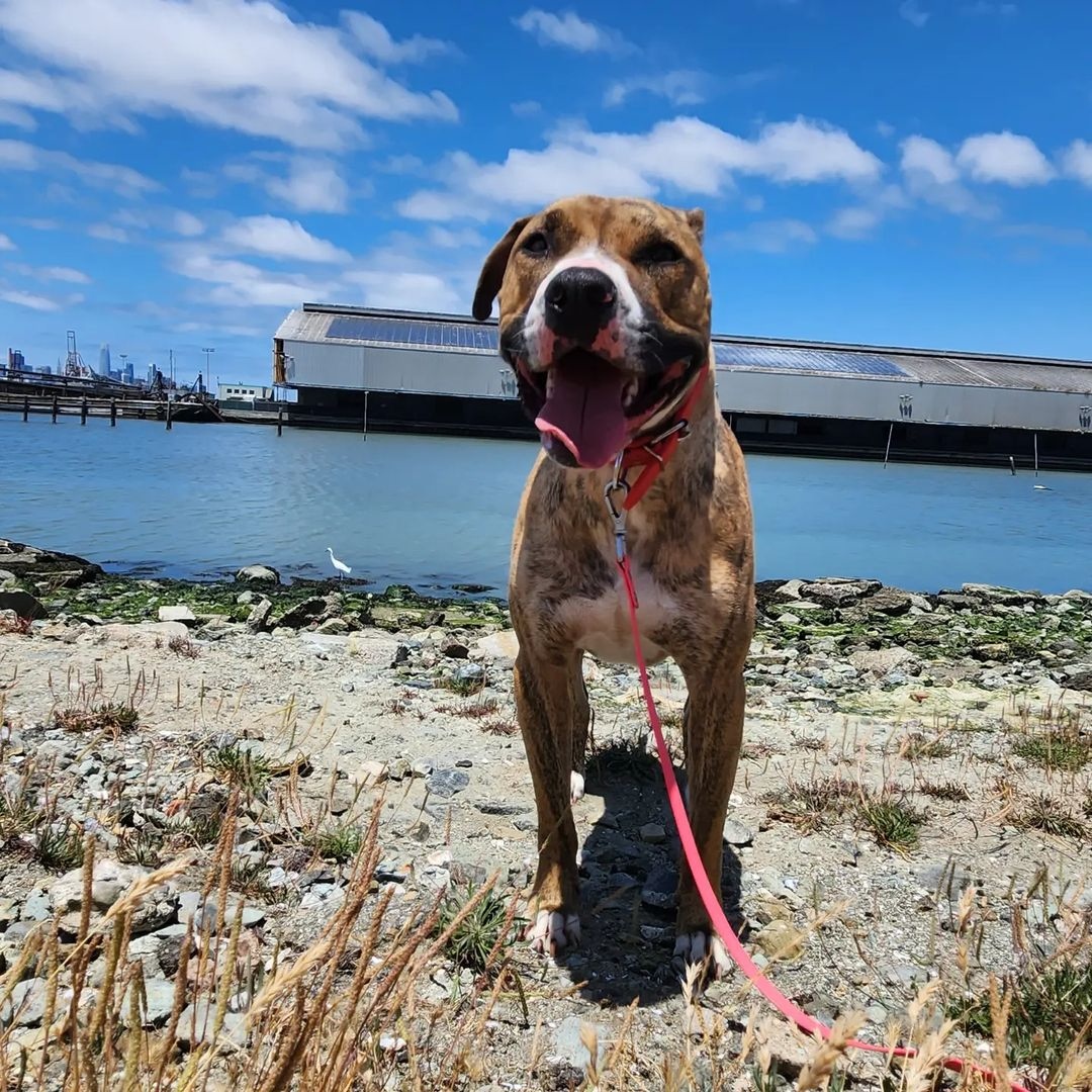 meetsaintpaul's tweet photo. Rawr! Today we're celebrating Tiger. 🐯🐅

Paul took him in for about six months while he worked on finding him a new home. Once Tiger made it into a rescue a few weeks ago, he was quickly adopted by a very loving family.

🎥 Help us tell Paul's story 👉 https://t.co/7YFx58G1P5 https://t.co/Wr2YIF13l6