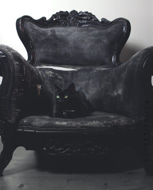 🖤🐈‍⬛🐈‍⬛