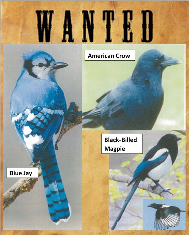 Please call ELVPHD at 402-529-2233 to report any dead Blue Jays, American Crows, Black-billed Magpies and Ravens. Birds must be recently dead (no longer than 24 hrs), and in good condition. These birds can carry West Nile Virus, which can be shared with humans through mosquitos. https://t.co/5KVRHKf5Ag