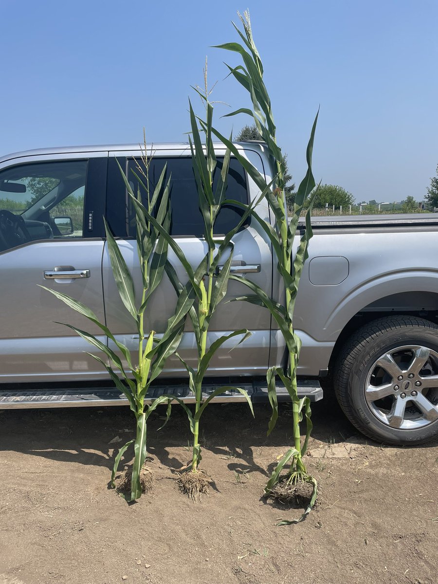 ChannelSeedNIL's tweet photo. Evaluating @BayerTraits Preceon Smart Corn System today. @ChannelSeed 214-78DGVT2PRIB on the right and 2 different short corn products on the left. Excited for the future of Smart Corn System! https://t.co/T4AgY75Z7A