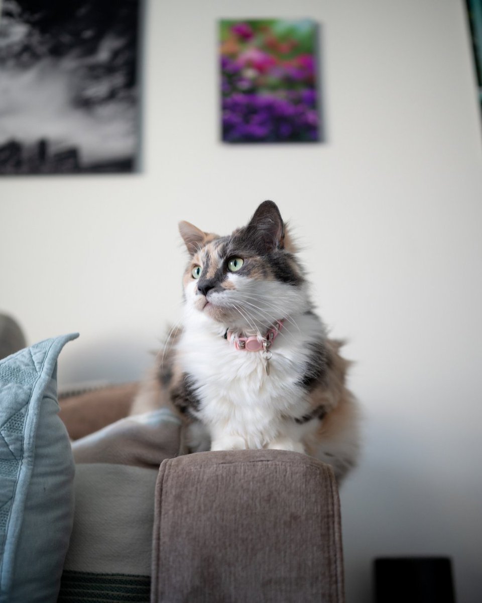 rawrycat's tweet photo. Our resident Couch Gargoyle is always on guard, ruling the Kingdom of the Living Room with her mysterious charm. 😺🏰👑 Legends say this mysterious and ancient protector has guarded these realms for time immemorial . . . . https://t.co/3rNz9hl4Ph