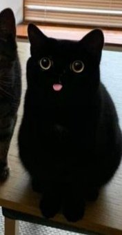 Why you should have a cat (@shouldhavecat) on Twitter photo 