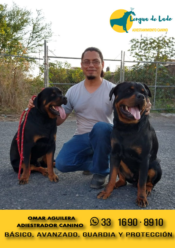 lengua_de_lado's tweet photo. ¡Entrena a tu perro con el mejor! 🐾 Con más de 20 años de experiencia, soy un entrenador canino especializado en educación y formación. Ofrezco entrenamiento a domicilio para todas las razas, desde niveles básicos hasta avanzados. 📷 33 1690 8910
@BazarBarato 
@TeloVendoGDL https://t.co/dtHq3kZBjR