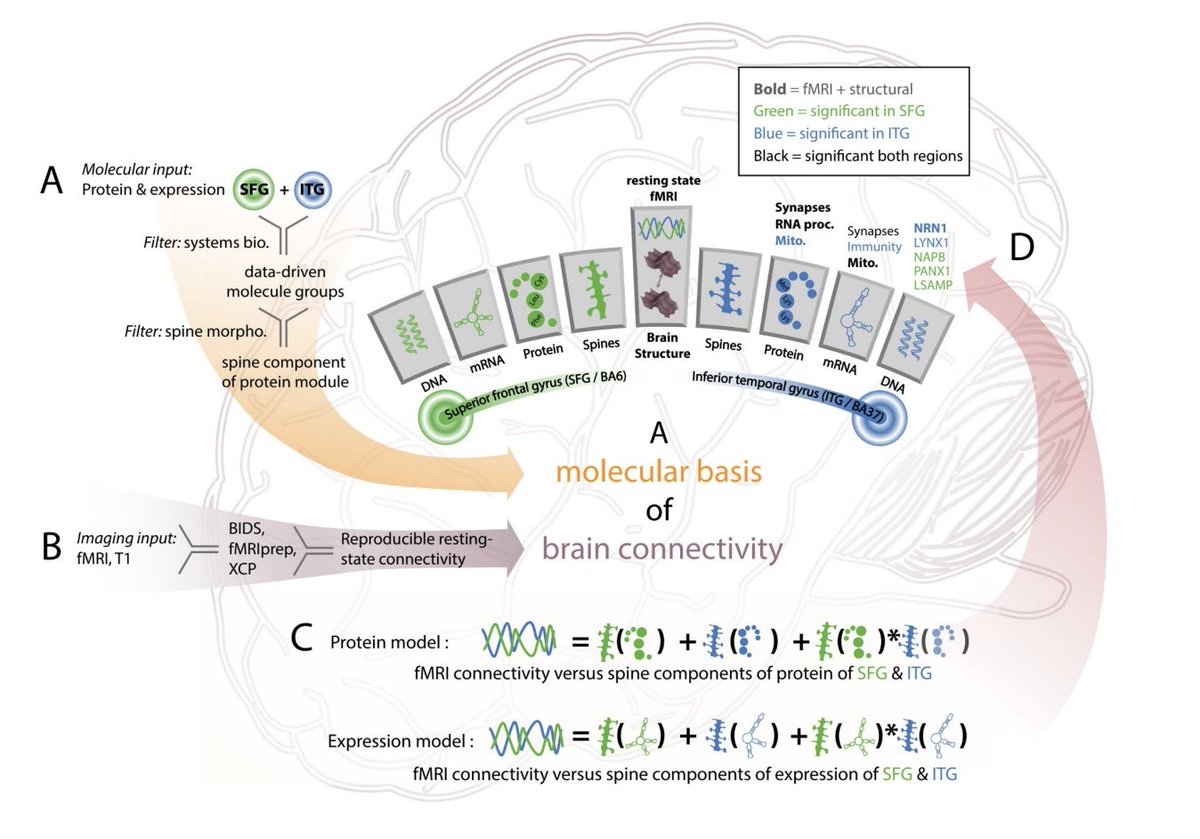 👏👏👏

A Molecular Basis of Human Brain Connectivity | #bioRxiv biorxiv.org/content/10.110…
