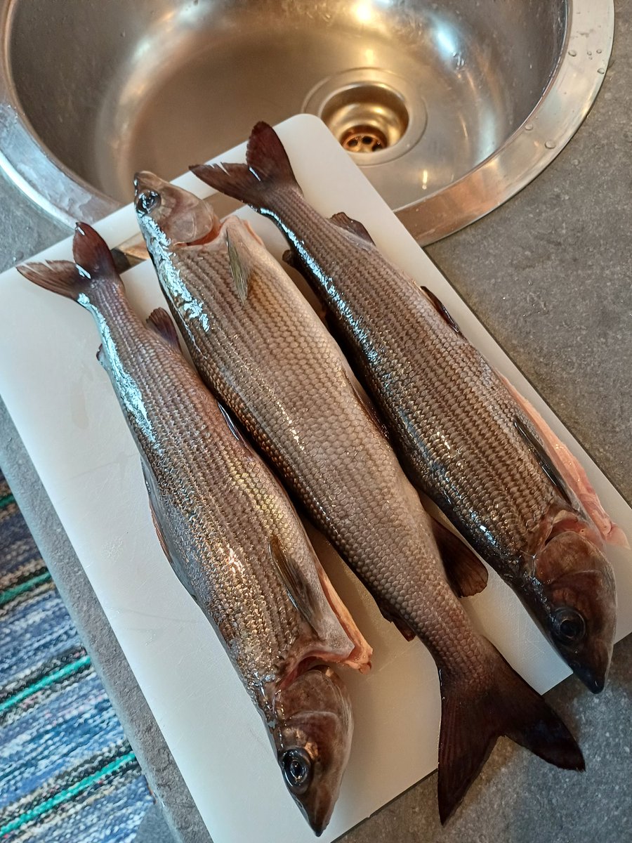 Klemmar1's tweet photo. @HurskainenUlla @UllaKaukola Tällä viikolla näillä eväillä. Syksymmällä kotisuomessa sitten ahventa ja kuhaa. #harjus #Lainioälv https://t.co/hyzPGwOuqj