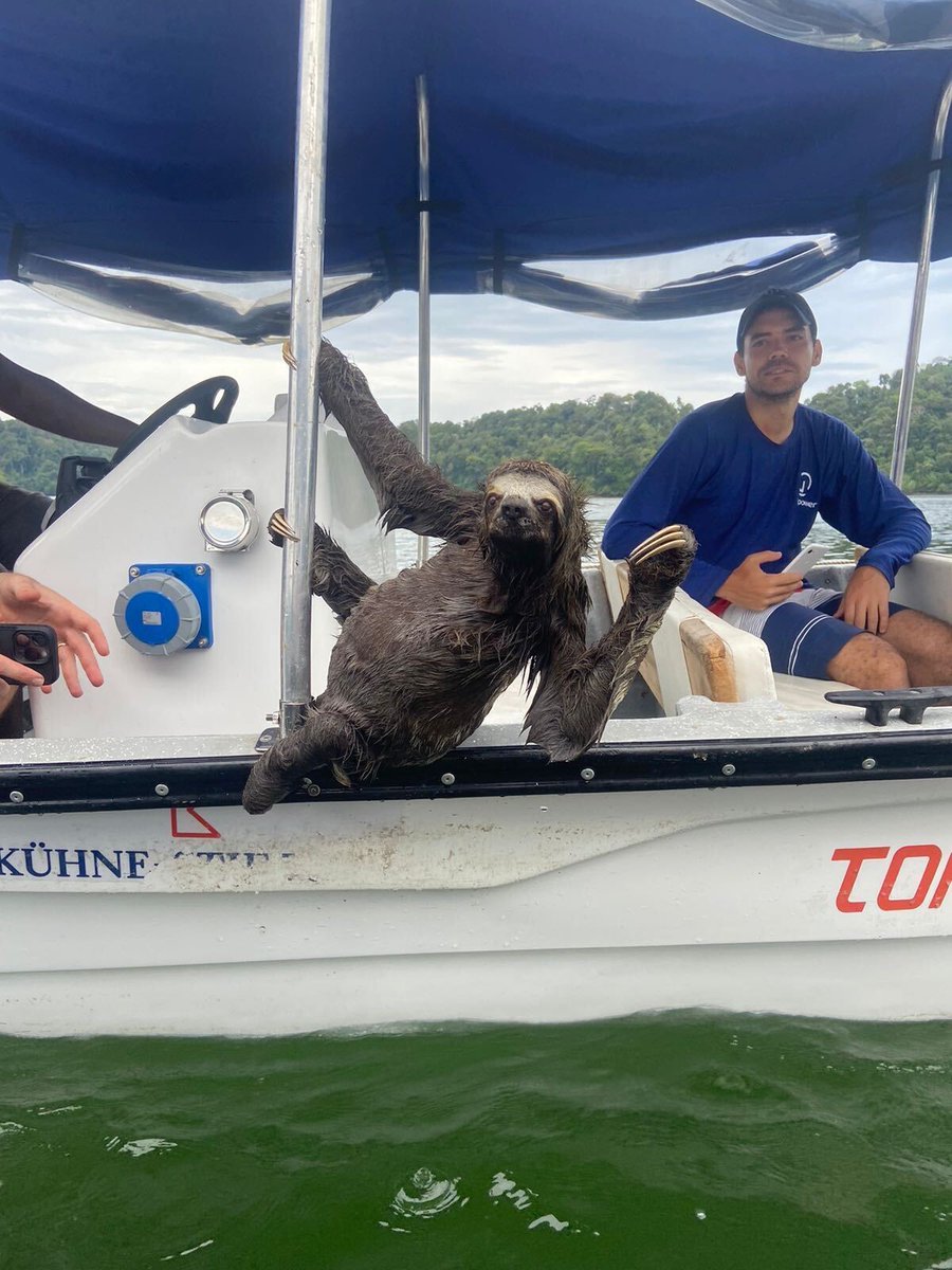 GivePowerFdn's tweet image. Keep an eye out for updates on how you can take part in an upcoming Trek! #TrekTuesday

#GivePower #JoinTheCharge #Trek #Sloth #Colombia