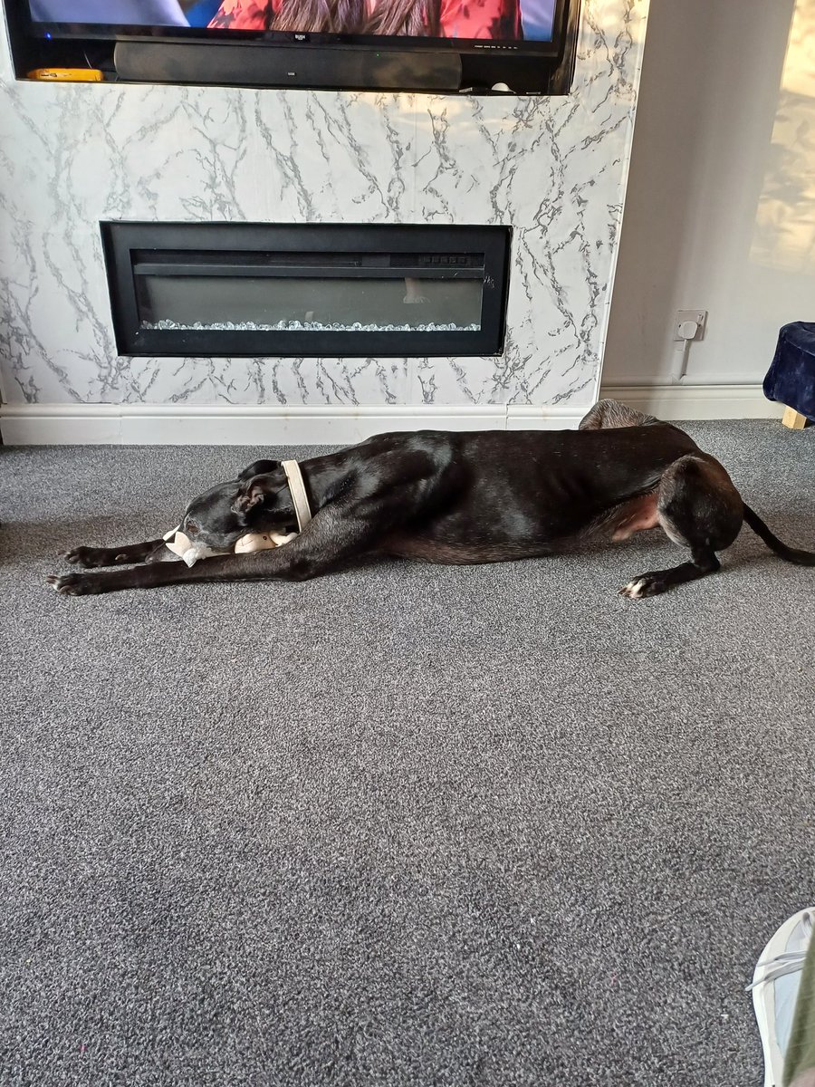 A relaxing evening whilst the hoomans watch that telly thing, lamby toy gets a cuddle though 😁