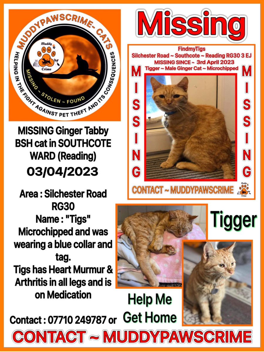 karensarah66's tweet photo. Cats go missing too π’ #LostDogsLive please help #FindmyTigs missing since 3/4/23 from Southcote #Reading #HelpMeHome ππ»πΎ @KarenFi51820768 @gelert01 @rosiedoc666 @MistKatten @CatsMissing @SarahMillican75 https://t.co/KQPpTI580B