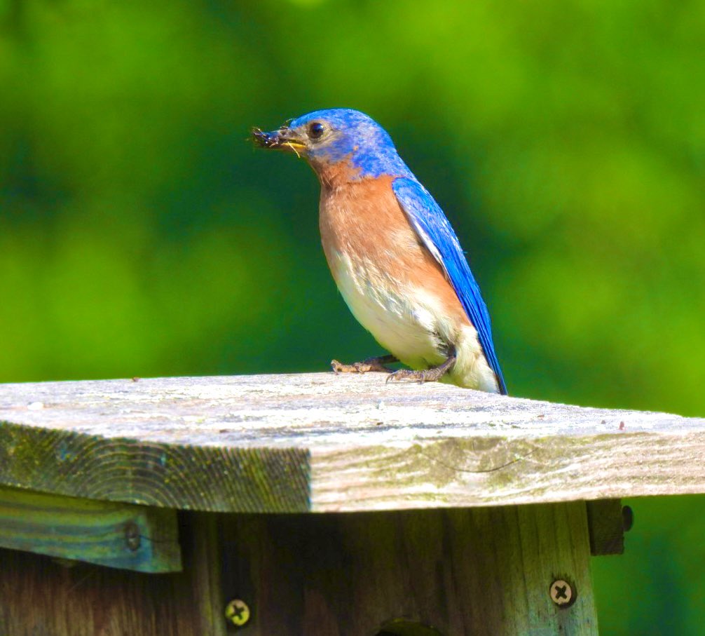 PeggyGierhart's tweet photo. Dad & Mom Bluebird bringing lunch. ๐
#bluebird #uwarboretum #birding #wisconsinbirds https://t.co/ETKRv0UVs3