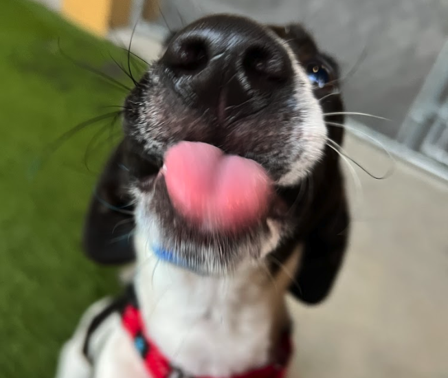 CrossRdsCampus's tweet photo. Archur is celebrating #tongueouttuesday! This sweet pup is available for adoption, so stop by Crossroads Pets to meet him. We're at 707 Monroe Street, Nashville.
#adoptdontshop #dogsofnashville #tot #615 #happydog #familypet #dog #dogs #love #happy https://t.co/0LMXl2bi2F