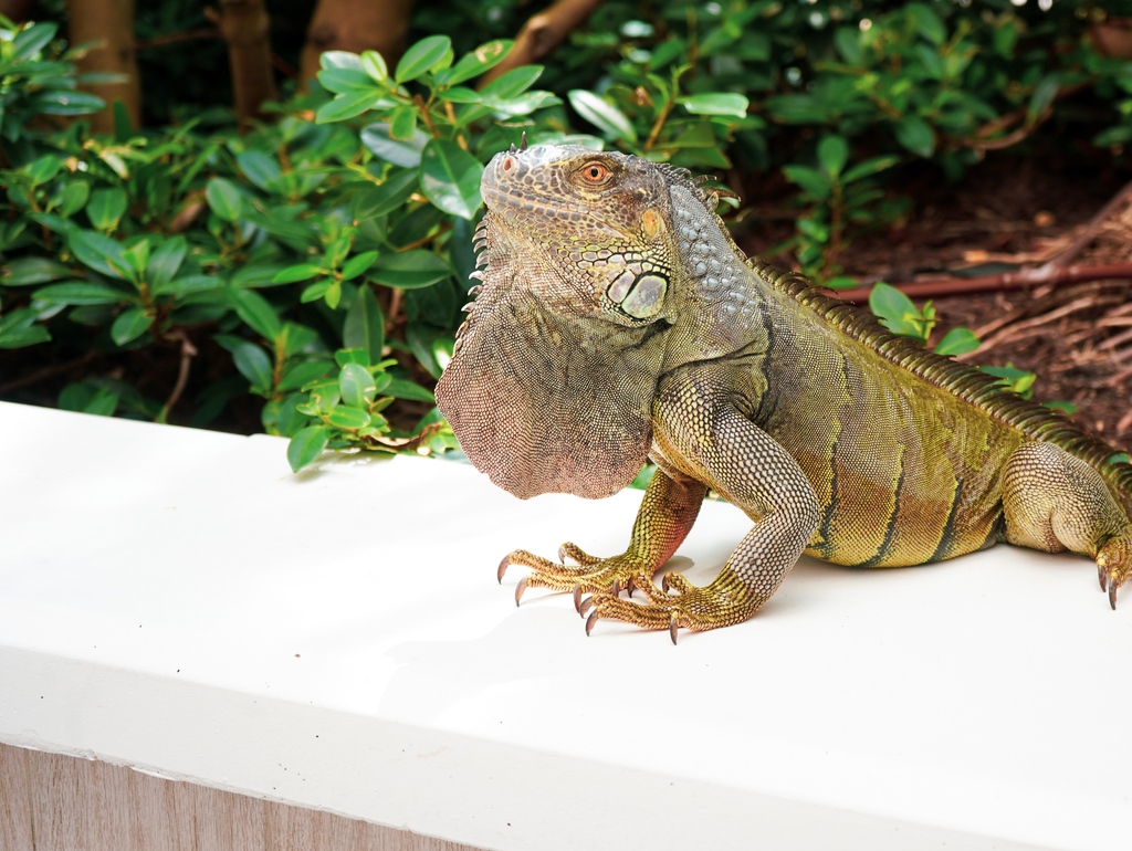 SoBe Vegan tweet media